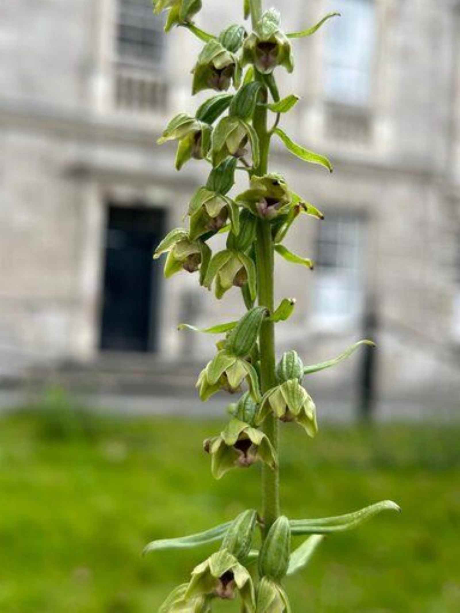 Rare Irish Orchid - Spirit Radio